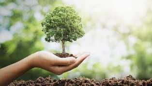 Быстрорастущие деревья для биомассы: бизнес-идея с экологическим потенциалом