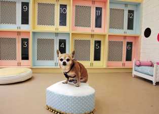 Бизнес идеи для владельцев домашних животных: открытие центра массажа для питомцев