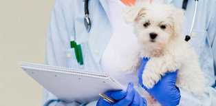 Бизнес-идеи в сфере медицинских услуг для животных: польза и прибыль