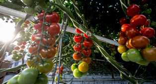 Бизнес-идеи в сфере урбанистического фермерства: как заработать на выращивании овощей и зелени в городе