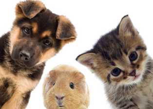 Идеи бизнеса в сфере услуг для заботы о домашних животных