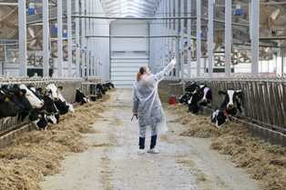 Идеи для бизнеса в молочном животноводстве: как получить прибыль от производства молока и сыра