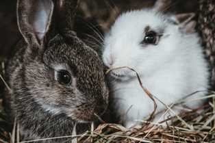 Идеи для бизнеса в разведении кроликов: от мяса до шкурки