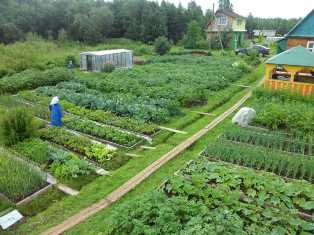 Как заработать на озеленении городов: бизнес-идеи для фермерского садоводства