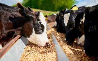 Модные направления в животноводстве: какие животные пользуются повышенным спросом
