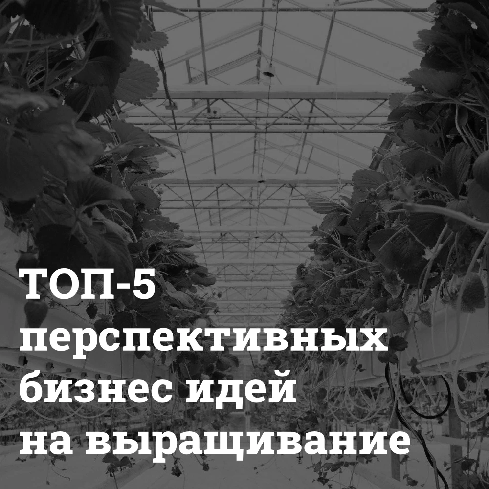 Новаторские бизнес-идеи в сфере услуг, которые сделают вас богатым