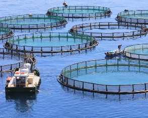 Организация рыбоводных хозяйств: перспективы и преимущества