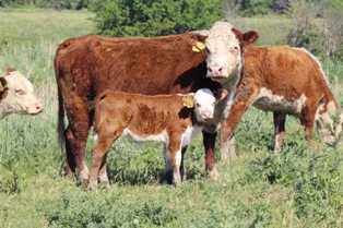 Перспективные бизнес-идеи в сфере промышленного животноводства: как заработать на производстве мяса и молочных продуктов