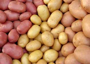 Производство молодого зеленого картофеля: как заработать, не выходя из дома