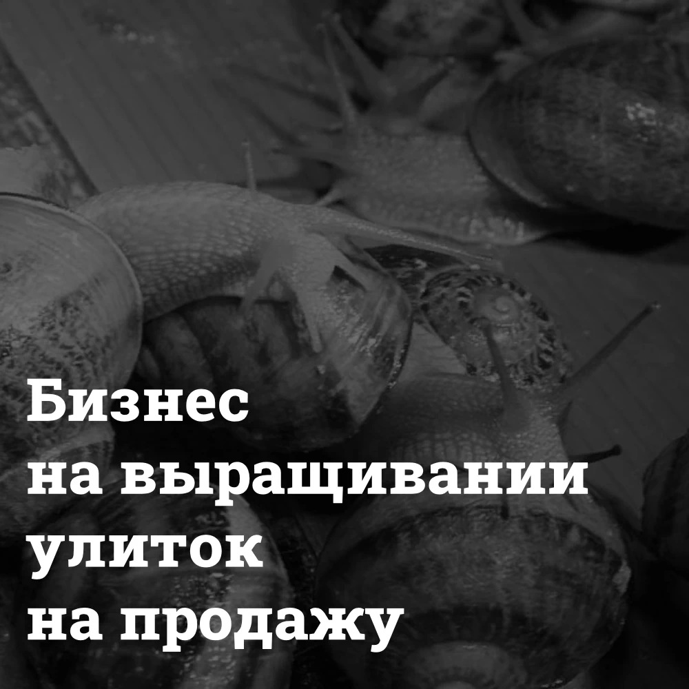 Разведение улиток: необычный бизнес на природных ресурсах