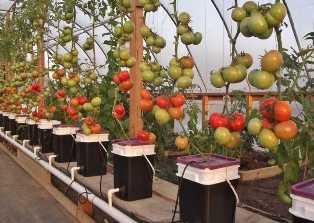 Внедрение гидропоники: новый подход к выращиванию овощей и фруктов