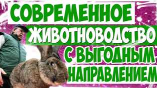 Новые идеи для развития животноводства с учетом инноваций Инновационные бизнес идеи в животноводстве