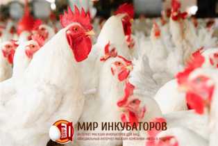 Советы по старту собственного бизнеса в птицеводстве - от разведения до продажи кур и других птиц Как начать свое дело в сфере разведения и продажи кур и других птиц