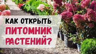 Советы по созданию бизнеса - питомник редких и исчезающих видов животных Как создать бизнес-питомник редких и исчезающих видов