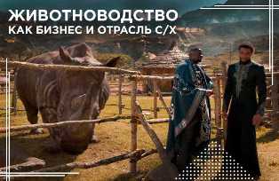 Бизнес с медведями Тедди - с разведения до продажи - идеальная идея для животноводства Мишки Тедди как идея для бизнеса в животноводстве: от разведения до продажи